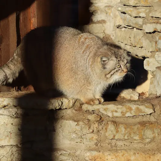 タリン動物園のアルタニの写真