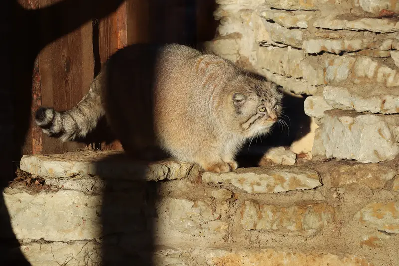 タリン動物園のアルタニの写真