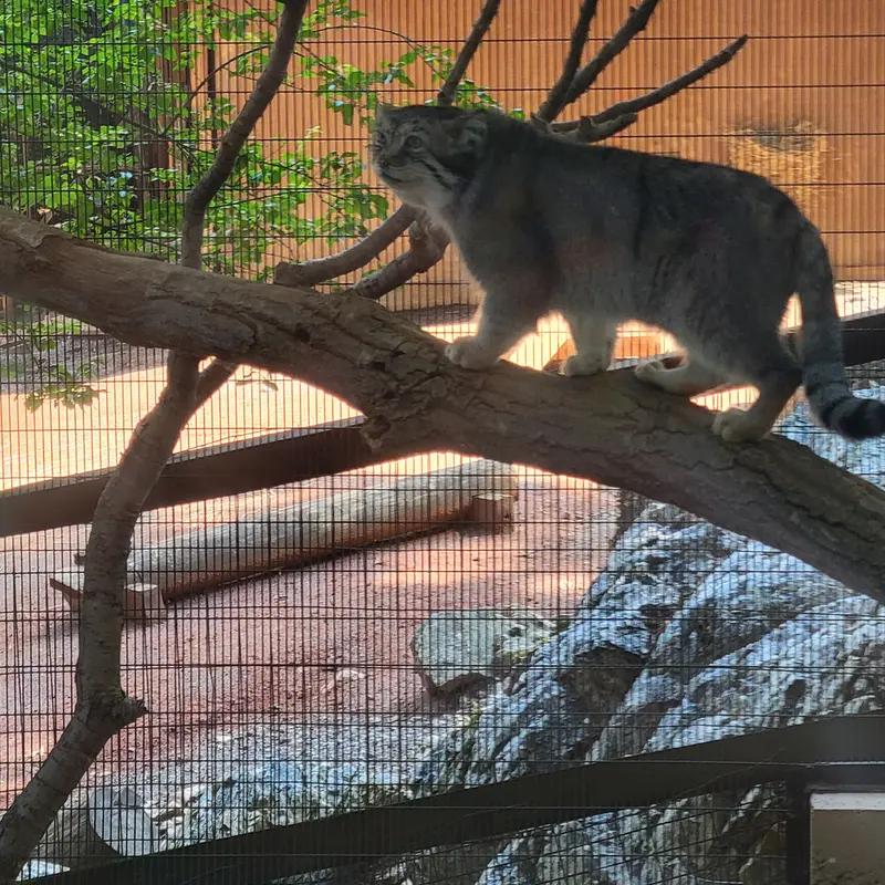 ミル・マウンテン動物園のバトバヤルの写真