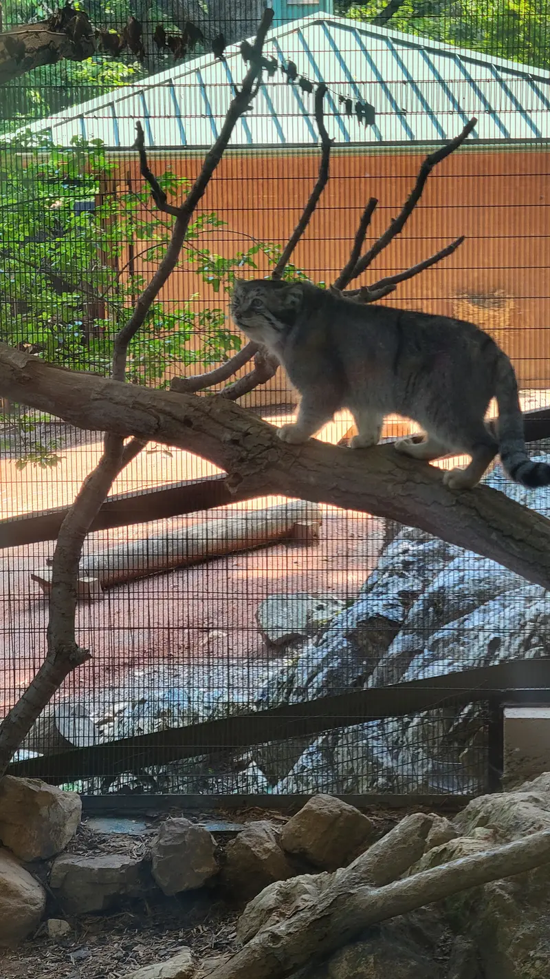 ミル・マウンテン動物園のバトバヤルの写真