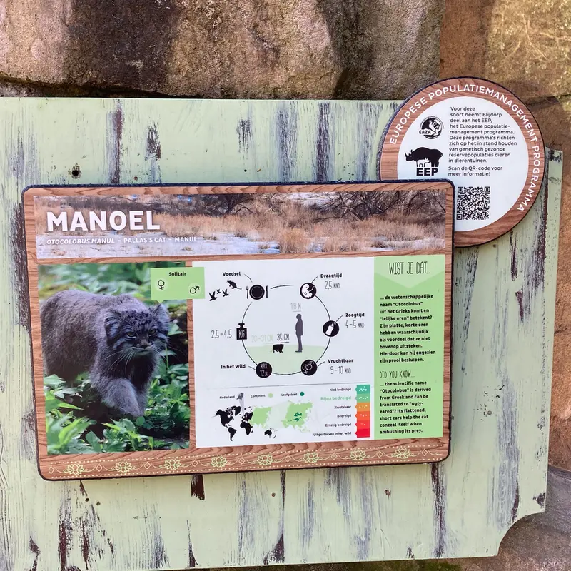 ロッテルダム動物園のマヌルネコの写真
