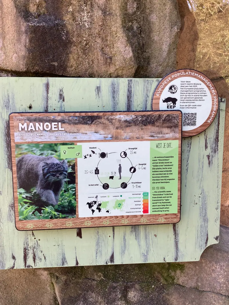 ロッテルダム動物園のマヌルネコの写真
