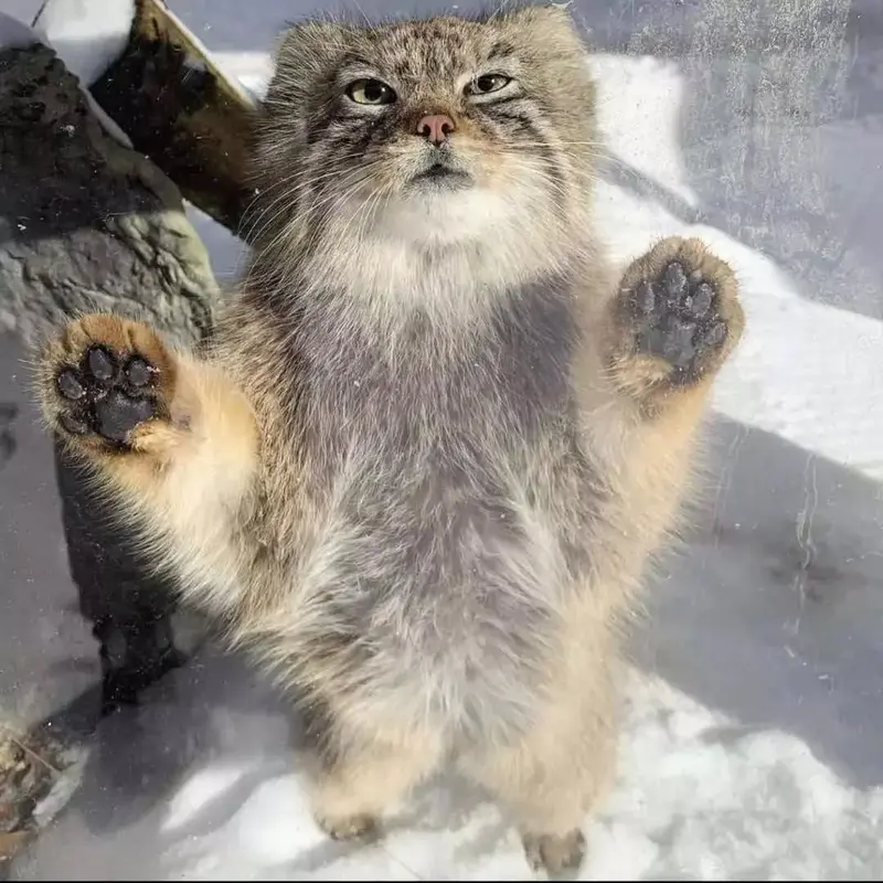 ビンガムトン動物園（ロス・パーク）のルビーの写真